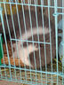 派乐特兔笼脚垫2片装防啃咬荷兰猪龙猫狗芦丁鸡宠物防滑防卡脚60*40cm 实拍图