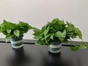 双盟绿萝盆栽除甲醛花卉绿植办公室新房净化空气180加仑4盆装源头直发 实拍图