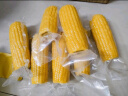 十月稻田 黄糯玉米 3.52斤(220g*8根) 东北甜黏玉米棒 早餐苞米 真空包装 实拍图