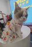 阿莫尔猫咪衣服夏季薄款网纱飞袖裙可牵引金渐层布偶幼猫宠物狗狗防掉毛 蘑菇飞袖裙 M(建议5-8斤具体参考胸围背长) 实拍图