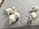 Angelamiao猫奶瓶60ml四件套 幼猫幼犬新生宠物小奶猫狗狗喂奶器小猫咪奶嘴用品 实拍图