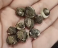 艺福堂茉莉花茶 横县原产茉莉香珠 浓香型特种级精品200g 茉莉龙珠茶叶 实拍图