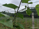 沪联植保沪联一喷绿含氨基酸水溶肥果树蔬菜园林黄叶卷叶快绿叶靓叶叶面肥 实拍图