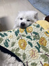 宝路狗粮成犬大型犬狗粮牛肉味15kg均衡营养全价粮30斤【原料透明】 实拍图