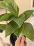 亿色（ESR）适用华为Pura70/80防窥膜Pura70/80钢化膜P70/80手机膜全覆盖高清玻璃防摔防刮防偷窥手机贴膜 实拍图