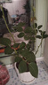 果汁阳台月季花苗四季开花卉盆栽绿植物室内花易活玫瑰带花苞庭院 蓝色阴雨【大花浓香，月月开分枝多】 【带花苞】【盆口径15cm】原盆冠25高35 实拍图