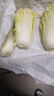 云南高原娃娃菜新鲜蔬菜生鲜乾隆白菜早餐火锅必备产地直发 浅黄色 新鲜娃娃菜3颗装*2包 实拍图
