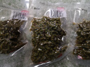诗腾重庆江津鲜花椒100g*5袋 新鲜青麻椒保鲜藤椒火锅香辛料 源头直发 实拍图