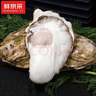 鲜京采【活鲜】生蚝4斤 2XL 14-17只装 源头直发  海鲜水产  实拍图