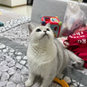 蓝氏全价成猫猫粮乳鸽1.5kg+猎兔1.5kg+火鸡1.5kg 实拍图