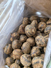 广西马蹄  荔浦荸荠 现挖现发 地梨地栗 时令新鲜 精选特大5斤9斤 5斤精品特大果 实拍图