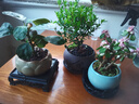 开时果 金枝玉叶盆栽多肉植物盆景 办公室内桌面花卉小绿植源头直发包邮 【热销款】哥窑浅蓝盆+苔藓+底托 实拍图