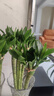 沭之美水培绿植水养植物花卉 龙竹10支约40-50cm高-不含瓶 源头直发 实拍图