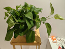 双盟绿萝盆栽除甲醛花卉绿植办公室新房净化空气180加仑4盆装源头直发 实拍图