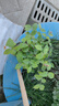 开时果 茉莉花盆栽浓香型 桌面绿植物阳台花卉树苗盆景摆件源头直发包邮 精品茉莉花5-10株【加仑盆】 实拍图