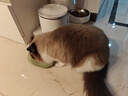 FURminator富美内特猫梳子布偶长毛猫梳毛刷猫用宠物梳子去毛神器梳毛神器 长毛中大型猫≥4.5kg 实拍图