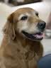 耐吉斯冻干生骨肉狗粮酶解鲜肉无谷低敏成犬幼犬老年犬低敏全价犬粮 鲜鸭肉梨配方1.5kg 实拍图