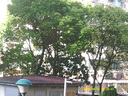 松典（SONGDIAN）数码相机学生校园迷你卡片机CMOS高清高中生照相机 牛奶白 32G 内存【约可存3000张】 实拍图