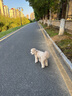 疯狂小狗 宠物狗狗零食火腿肠幼犬成犬训练奖励 混合香肠900g（低淀粉） 实拍图