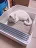 言象猫砂膨润土无尘除臭狗砂多香味快速结团猫沙特价批发宠物猫咪用品 【除臭抑菌秒结团】10kg-升级除臭版 自然原味【专为猫咪健康设计】0添加不含甲醛 实拍图