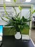 行湘白掌绿植盆栽桌面花卉水培 白掌+白色塑料泡泡吸水盆 源头直发 实拍图