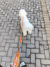 petlimit宠物p链p绳狗狗牵引绳遛狗链子小中大型训犬防爆冲 桔色1.5米 实拍图
