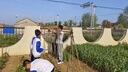 竹竿菜园搭架竹子户外旗杆黄瓜豆角爬藤菜架竹杆支架豇豆搭架杆 30根【精品竹竿】 1.5厘米粗2米长 实拍图