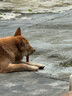 麦富迪（Myfoodie）狗零食 狗狗磨牙棒耐咬小型犬幼犬 宠物零食鸡肉卷夹心牛皮 180g 实拍图