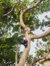 玫绚爆盆15苗 高质量 世界超香兰花 四季开花 防蚊 净化空气 仙山红 15苗连体 带黑色软带盆土 实拍图