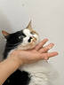 曼赤肯(Munchkin)AD罐头142g*3罐犬猫康复护理处方罐头猫咪主食罐狗狗全价猫湿粮手术后康复流食罐 实拍图