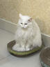 美滋元成猫猫粮 三文鱼味成猫粮全猫咪通用天然粮全价猫粮 三文鱼 成猫粮2.5kg 实拍图