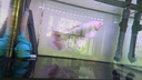 BIOZYM百因美鱼缸硝化细菌净水除腥臭活性消化细菌水族养鱼用品非鱼药 实拍图