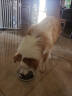 麦富迪狗粮 barf霸弗生骨肉冻干天然成犬粮2kg鲜鸡肉配方多元营养 实拍图