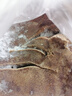 龙大肉食山东发货  猪肝净重4斤 粉猪肝酱猪肝泥 生鲜卤猪肝原料 源头直发 实拍图