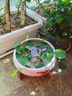 九千谷陶瓷花盆水仙盆睡莲碗莲铜钱草水培水养花卉绿植花盆带底座3871 实拍图