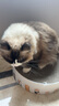 喵仙儿猫抓板猫窝一体圆形耐磨不掉屑猫爪板大号瓦楞纸盆猫玩具猫咪用品 实拍图