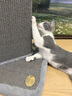 兽牌剑麻猫抓板立式猫抓柱直板l型自嗨解闷耐磨耐抓不掉屑猫玩具 兽牌猫架除毛刷 实拍图
