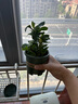 开时果 栀子花盆栽浓香型四季开花卉 阳台花卉好养绿植物源头直发包邮 加仑盆【90#栀子花】 实拍图