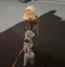 普安特宠物狗狗驱虫药犬驱虫体内外一体驱虫打虫药去跳蚤犬虱爱滴克 实拍图