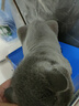 启漫宠物剃毛器狗狗猫咪电推剪大功率宠物推子专业 剃毛全身 电推子宠物剃毛刀电动造型修剪推毛器 实拍图