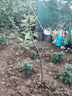 滨淇果树苗无花果苗当年结果波姬红南北方种植苗 2厘米粗1棵源头直发 实拍图