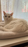 阿飞和巴弟猫粮E76益生菌全价冻干双拼猫粮成猫幼猫粮全阶段 8kg大包装 实拍图