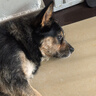 比乐守护者牛肉牛骨成幼犬全价狗粮1.5kg小型中大型犬泰迪金毛3斤 实拍图