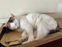 多特思(DOTUS) 猫零食猫条随机口味15g*8支成猫幼猫咪零食湿粮 实拍图