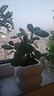 佰花锦清香胡椒木盆栽室内外驱蚊草植物好养绿植九里香花卉四季常青盆景 【送圆底座】胡椒木+陶瓷白圆盆+苔藓铺面 整体高度20-25cm 实拍图