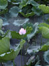 尼康（Nikon）Z5全画幅微单相机 微单套机（Z 24-50mm f/4-6.3 微单镜头）Vlog相机视频拍摄 实拍图