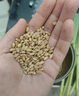 疯狂的主人猫草+10袋小麦种子盆栽无土水培薄荷去化毛球助排毛猫咪零食成幼 实拍图