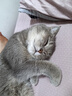 皇家成猫猫粮 营养均衡 F32 通用粮 1-7岁 4.5KG 实拍图