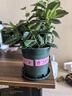 开时果 栀子花盆栽浓香型四季开花卉 阳台花卉好养绿植物源头直发包邮 加仑盆【90#栀子花】 实拍图
