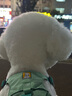 拉夫威尔ruffwear嗨轻狗狗胸背带狗背带中小型犬雪纳瑞背带式狗狗牵引绳 鼠尾草绿/雾森绿 XS 实拍图